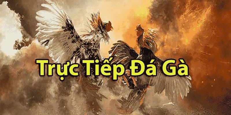 Lịch Đá gà trực tiếp casino